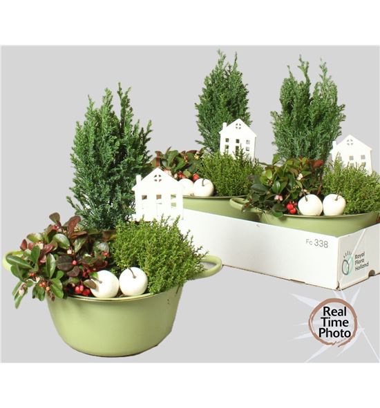 Pl. composicion tuinplanten 25cm x3 - COMTUI32225