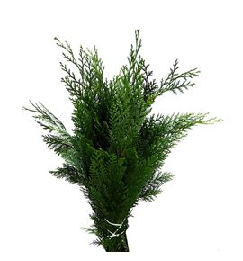 Conif. blauw 50 - CONBLA