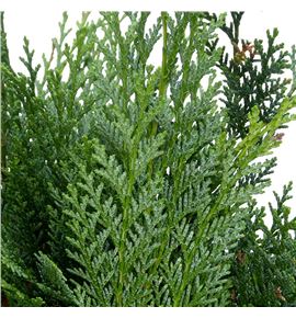 Conif. blauw 50 - CONBLA