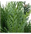 Conif. blauw 50 - CONBLA1