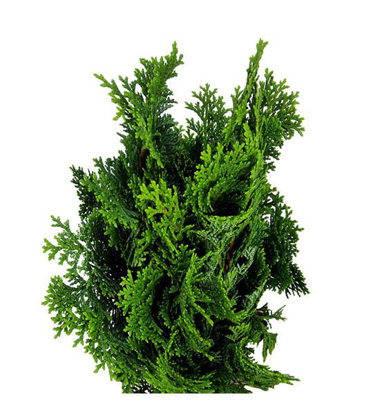 Conif. nana gracilis 2kg - CONNANGRA