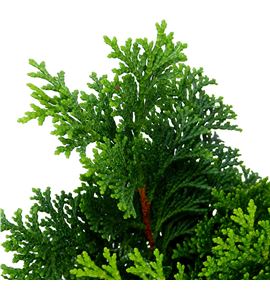 Conif. nana gracilis 2kg - CONNANGRA