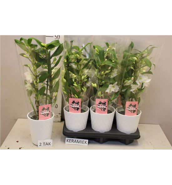 Pl. dendrobium floreciente 50cm x6 - DENFLO61250