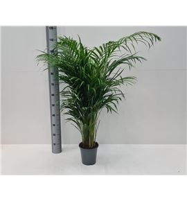 Pl. dypsis lutescens 100cm x5 - DYPLUT519110