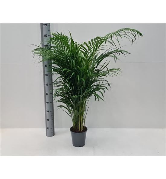 Pl. dypsis lutescens 100cm x5 - DYPLUT519110