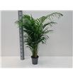 Pl. dypsis lutescens 100cm x5 - DYPLUT519110