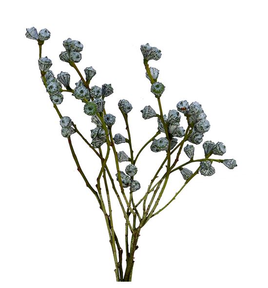 Eucaliptu boule 70 - EUCBOU