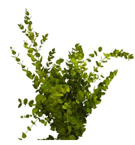 Eucaliptus cinerea amarillo nacional - EUCCINAMANAC