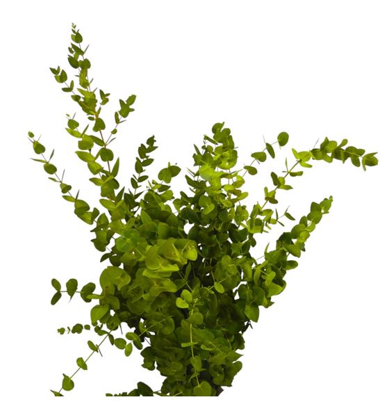 Eucaliptus cinerea amarillo nacional - EUCCINAMANAC