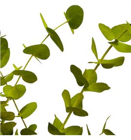 Eucaliptus cinerea amarillo nacional - EUCCINAMANAC