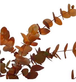 Eucaliptus cinerea naranja nacional - EUCCINNARNAC