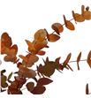 Eucaliptus cinerea naranja nacional - EUCCINNARNAC1