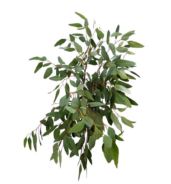 Eucaliptu polyanthemos 70 - EUCPOL