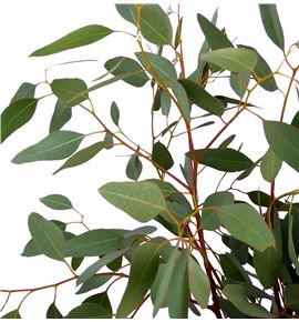 Eucaliptu polyanthemos 70 - EUCPOL