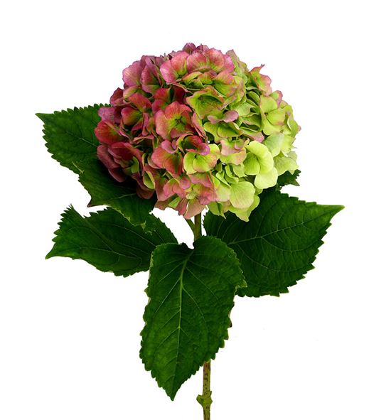 Hydr verena classic 100 - HYDVERCLA