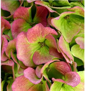 Hydr verena classic 100 - HYDVERCLA