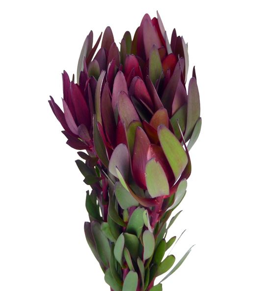 Leucadendro safari sunset 120 - LEUSAFSUN