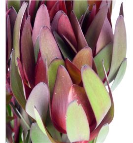 Leucadendro safari sunset 120 - LEUSAFSUN