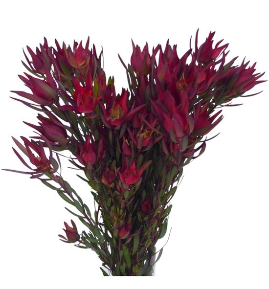 Leucadendro sal blush 60 - LEUSALBLU