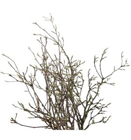 Magnolia grandiflora 150 - MAGGRA