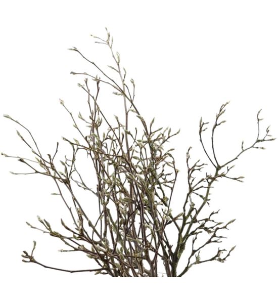 Magnolia grandiflora 150 - MAGGRA