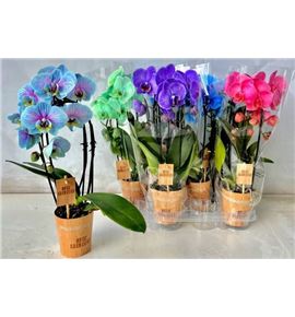 Pl. phalaenopsis diverso 45cm x6 - PHADIV61245
