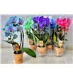 Pl. phalaenopsis diverso 45cm x6 - PHADIV61245