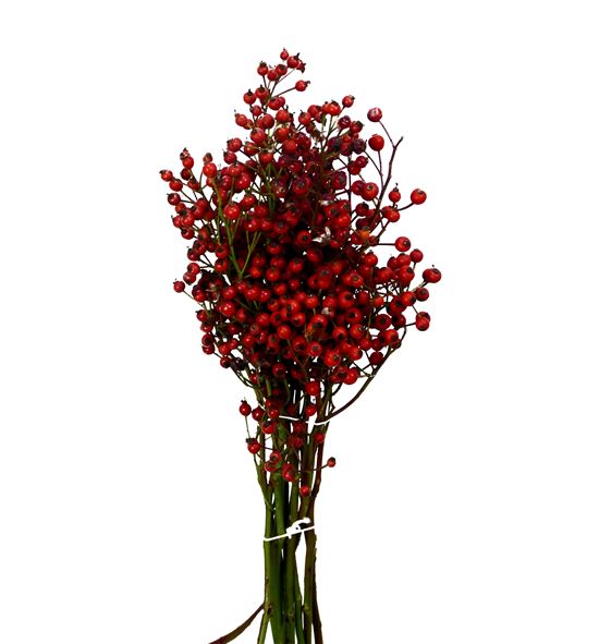 Rozen plenty 120 - ROZPLE