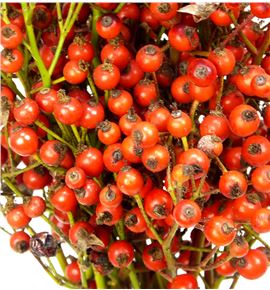 Rozen plenty 120 - ROZPLE