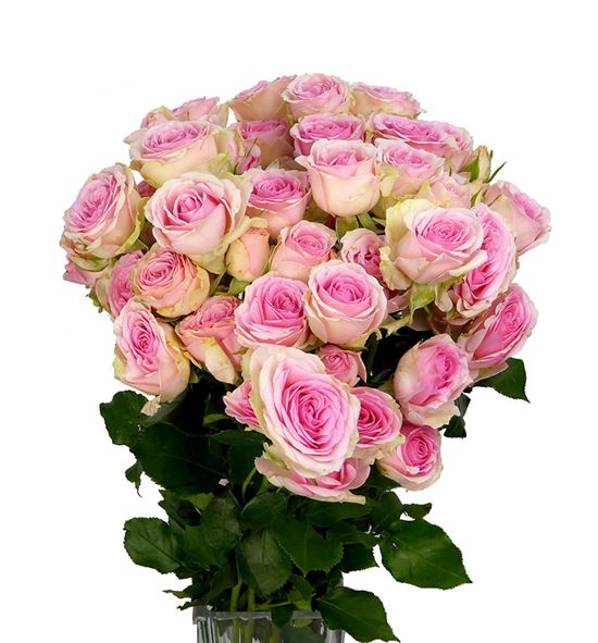 Rs ramificada dinara 60 - RTRDIN