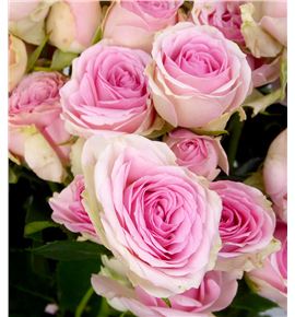 Rs ramificada dinara 60 - RTRDIN