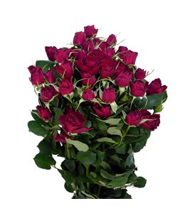 Rs ramificada red trenssetter 50 - RTRREDTRE