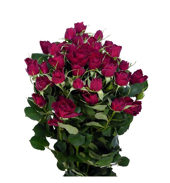 Rs ramificada red trenssetter 50 - RTRREDTRE