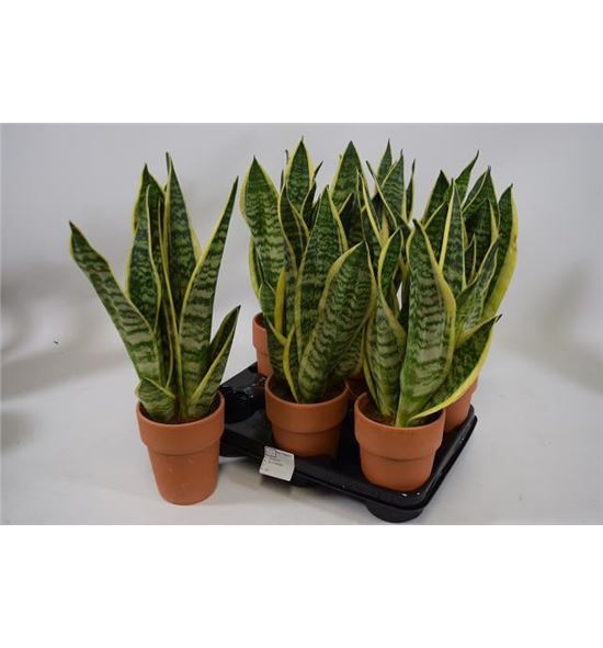 Pl. sanseveria futura 35cm x6 - SANFUT61240