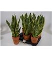 Pl. sanseveria futura 35cm x6 - SANFUT61240