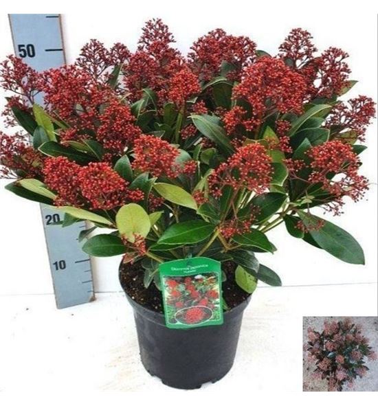 Pl. skimmia rubella 50cm x1 - SKIRUB12350