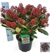 Pl. skimmia rubella 50cm x1 - SKIRUB12350