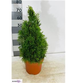 Pl. thuja smaragd 75cm x1 - THUSMA12675