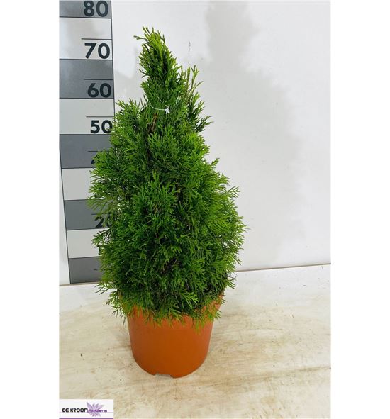 Pl. thuja smaragd 75cm x1 - THUSMA12675