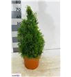 Pl. thuja smaragd 75cm x1 - THUSMA12675