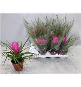 Pl. tillandsia josee 25cm x9 - TILJOS951025