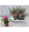 Pl. tillandsia josee 25cm x9 - TILJOS951025