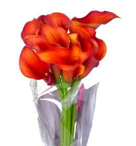 Cala sun passion 60 - ZANCAPODE