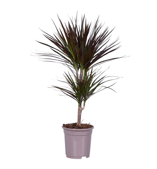 Pl. dracaena magenta 85cm x6 - DRAMAG61780