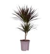 Pl. dracaena magenta 85cm x6 - DRAMAG61780