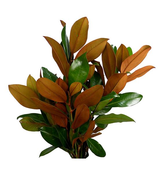 Magnolia holanda 200cm - MAG