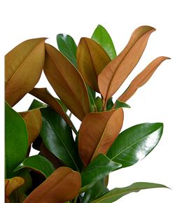 Magnolia holanda 200cm - MAG