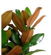Magnolia holanda 200cm - MAG1