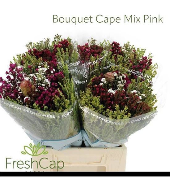 Bqt cape mix pink 40 - BQTCAPMIXPIN40