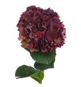 Hydr ruby red classic 80 - HYDRUBREDCLA